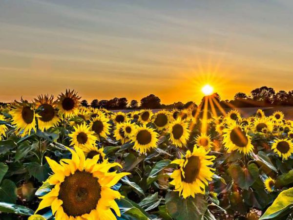 zonnebloemen